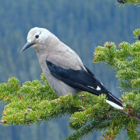 Clark's Nutcracker